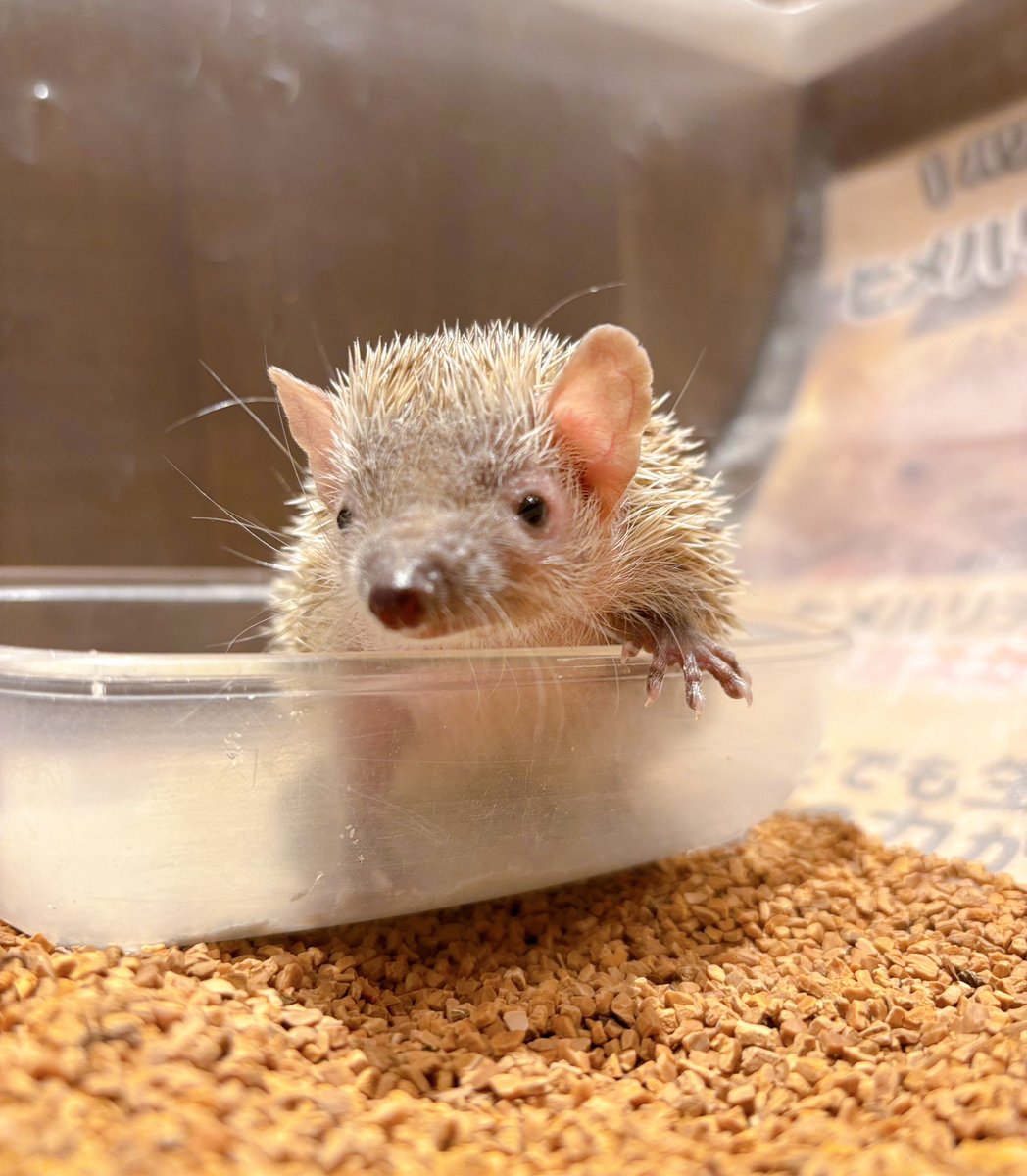 HARRY30266433's tweet photo. お風呂終わりのヒメハリちゃん🦔
ヒメハリちゃんのお風呂タイム
見られたらラッキーです✌️✌️
#動物カフェ #ヒメハリテンレック #ちくちく
#animalcafe #lesserhedgehogtenrec https://t.co/p5cIOtEcRo