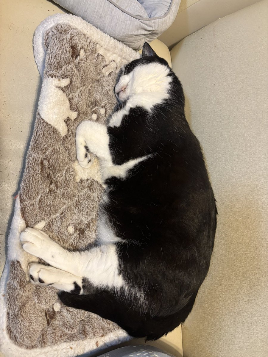sakuron_16's tweet photo. 🐈‍⬛💤 https://t.co/0gloQ2k7Bf