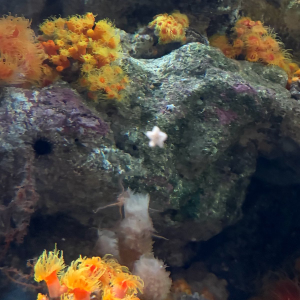 Bonou48's tweet photo. 海の星って書いてヒトデ⭐️本当にお星様みたい https://t.co/coewYWUtDN