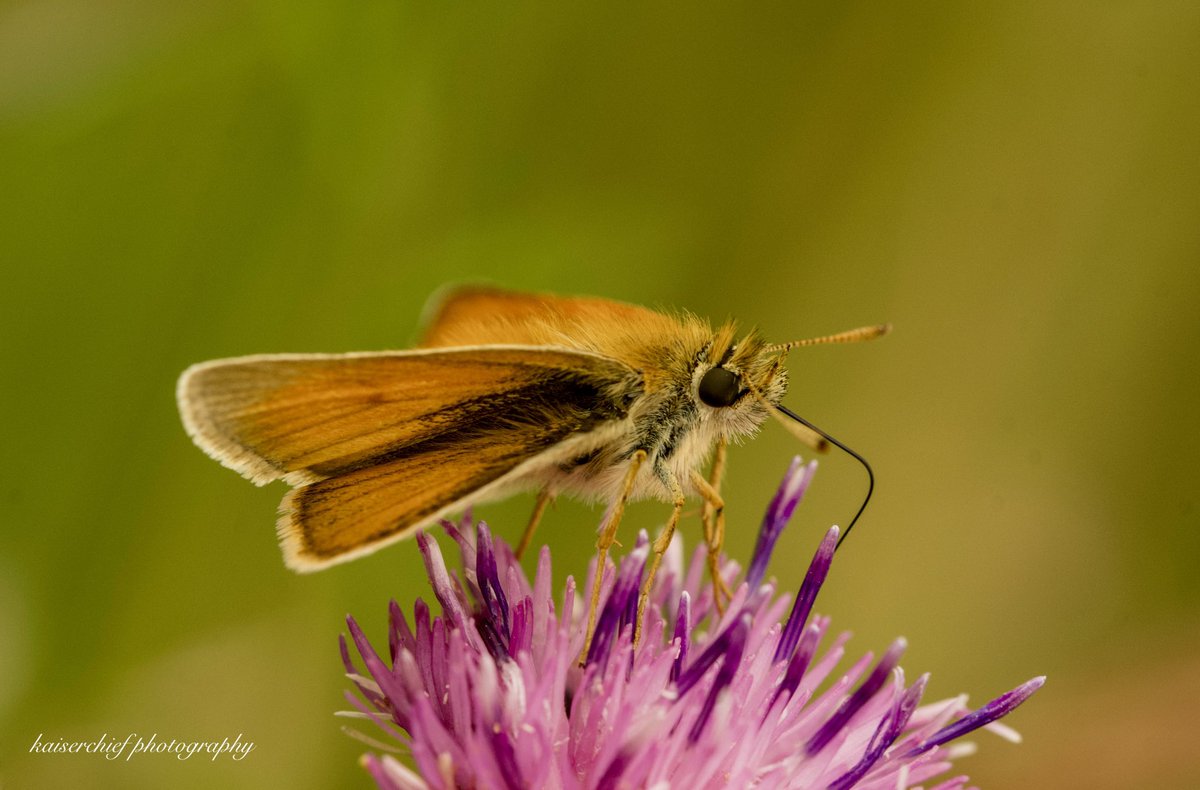 Kaiserchief3's tweet photo. Essex skipper, Everton, Bedfordshire @savebutterflies https://t.co/V946GnK61J