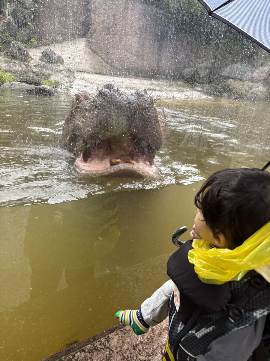 summer_figter's tweet photo. サファリパークでカバと初対面 https://t.co/OinKHr6q7D