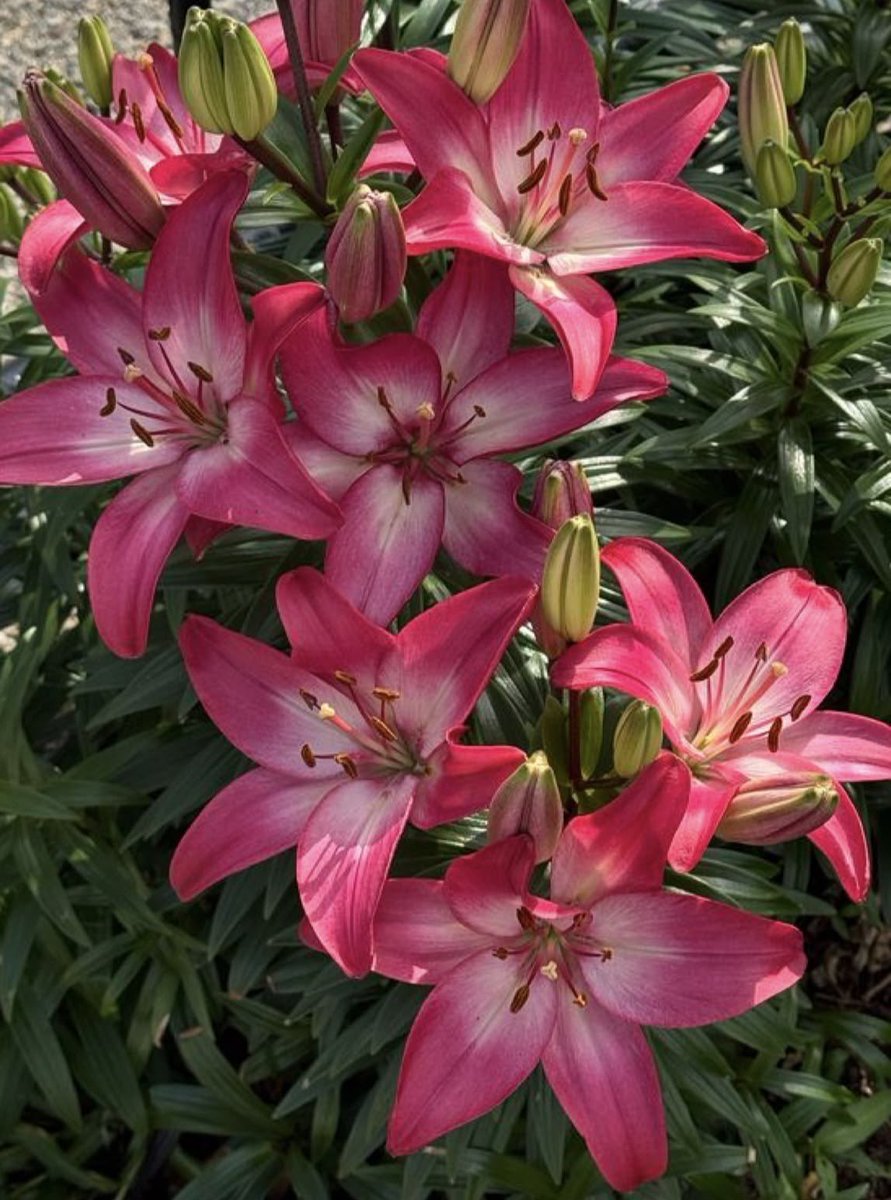 bloomele_'s tweet photo. lilies 💐 https://t.co/68Kb3HDrsm