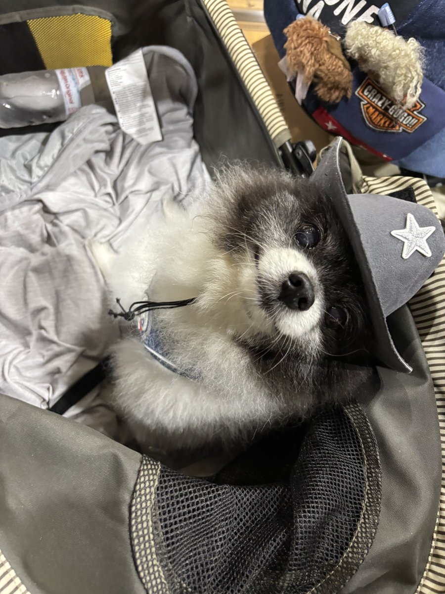 hanankoranto's tweet photo. うちの子かわいすぎまあああす https://t.co/87MAiHX5zF