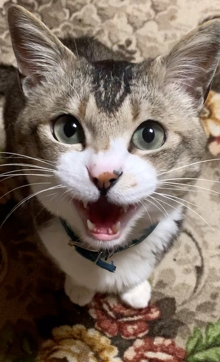 harukichi_cats's tweet photo. 今から最大の猫パワー送るよー!🐱
#いちにちいちねこ
#猫のいる暮らし
#保護猫 #catshot https://t.co/kNSFtRznpk