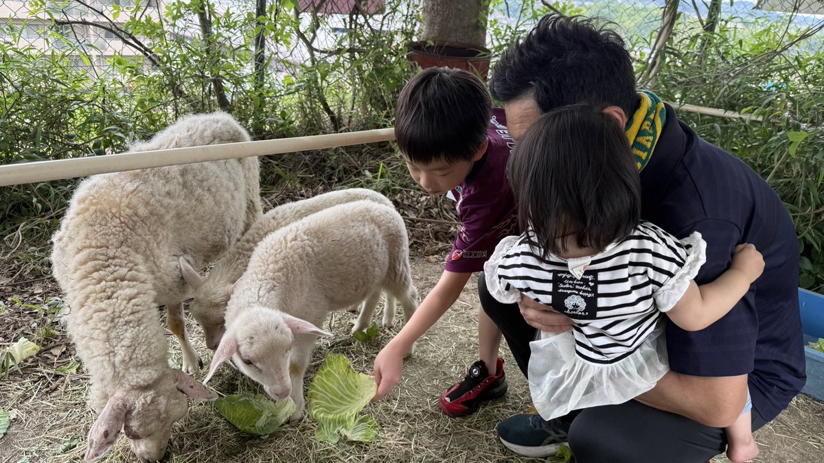 hikida_shinichi's tweet photo. 今週は毎月恒例の自民党奈良県連の街頭活動を実施しました。
また、登美ヶ丘北中学校では毎年恒例の羊の放牧がスタート🐏 
早速、赤ちゃん羊の足が溝にはまるハプニングもありましたが、無事救出！その後は元気に過ごしています。
6/25まで17:00～17:30に触れ合えますので、ぜひお越しください。 https://t.co/aKFvFzqNnM