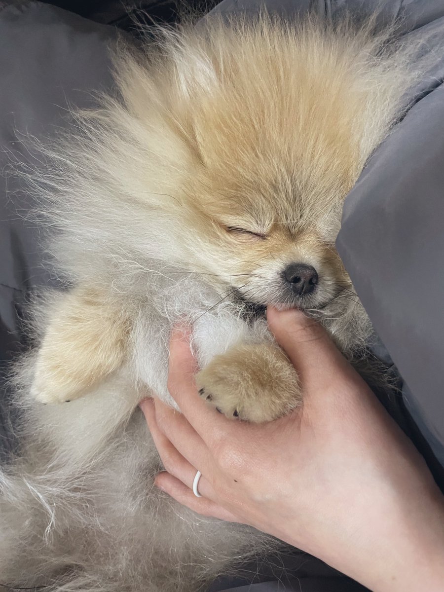 nagomi_kedama's tweet photo. 飼い主の指をちゅぱちゅぱして寝ちゃってたころの愛犬見て https://t.co/BvHUoObiX7