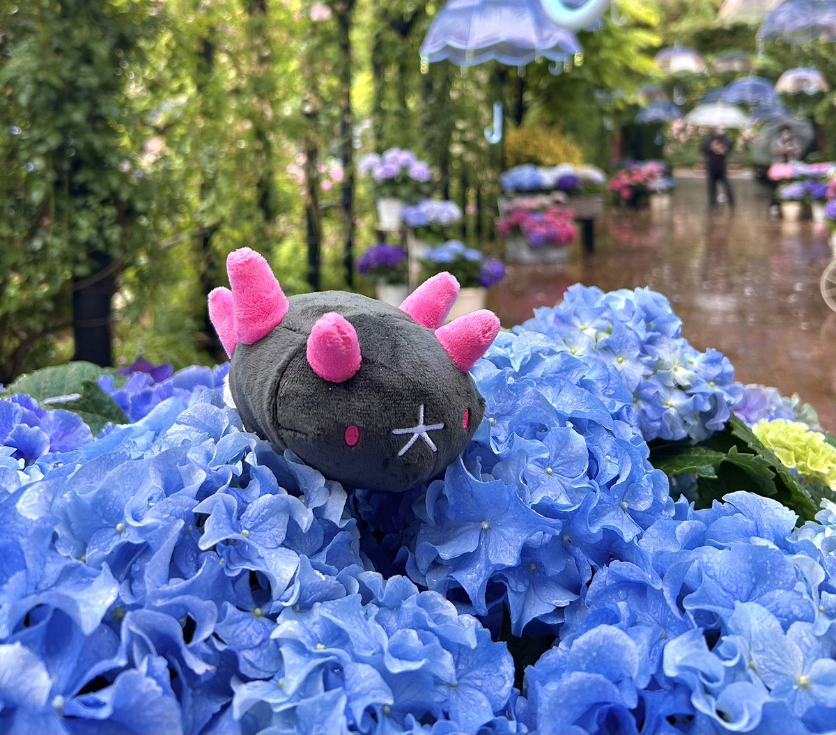 mayomofuuu's tweet photo. 今年はアジサイ見に行けなかったので
去年のお気に入りの写真を見てください💐 https://t.co/zjNXaZsSQ5