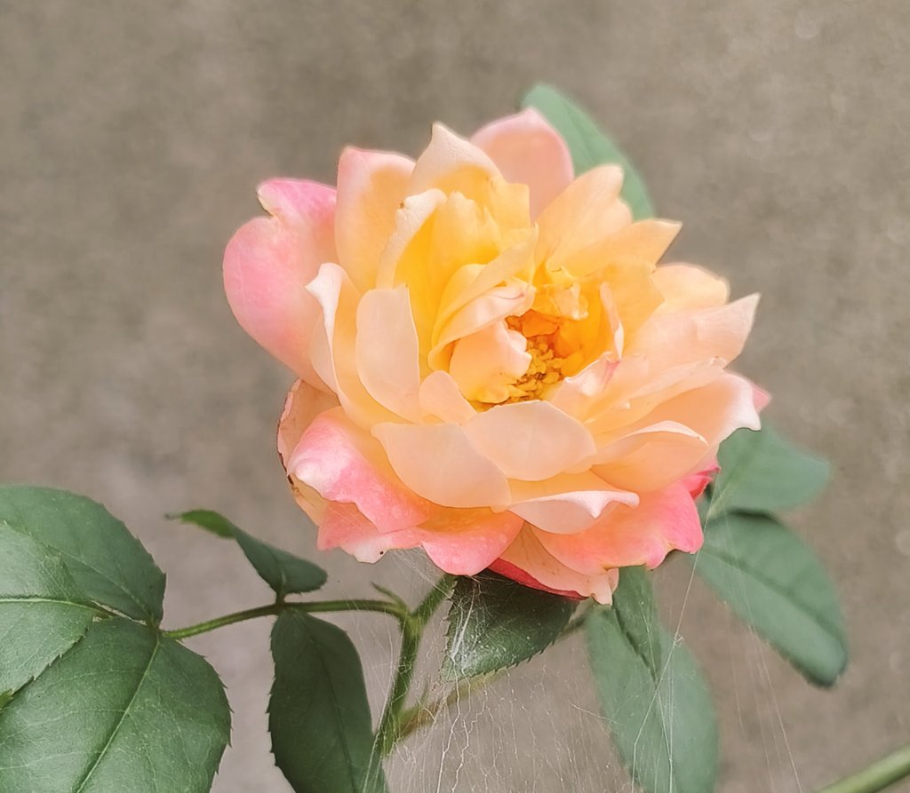 KirisawaZ77296's tweet photo. #TLを花でいっぱいにしよう
#写真好きな人と繋がりたい
#バラ写真 https://t.co/MG7GZApXkF