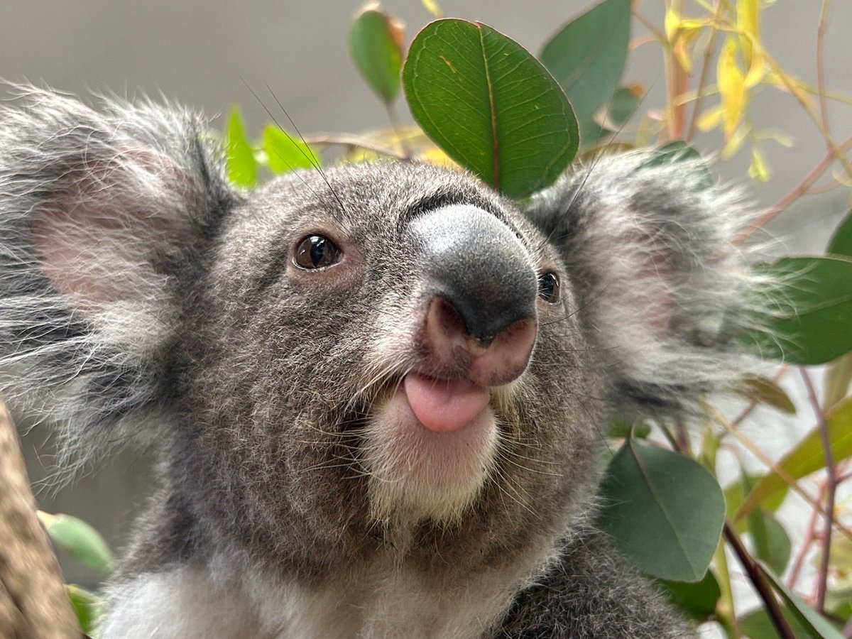 englandhill_zoo's tweet photo. 【コアラ館プレミアムバックヤードツアー】のお知らせ

６月１日～６月１０日の期間に動物サポーター「プレミアムプラン」へお申し込みの方へ向けて特典イベントのご案内です

イベント内容：コアラ館のバックヤード見学、飼育員ガイド

詳しくはこちらをご覧ください
https://t.co/iytY713Bmy https://t.co/6ADZL1Yr9k