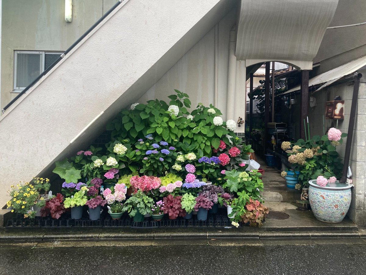 Qchi_Ai's tweet photo. 花屋さんが管理してはる紫陽花がとても素敵でございます。 https://t.co/kpb9l35Wpd