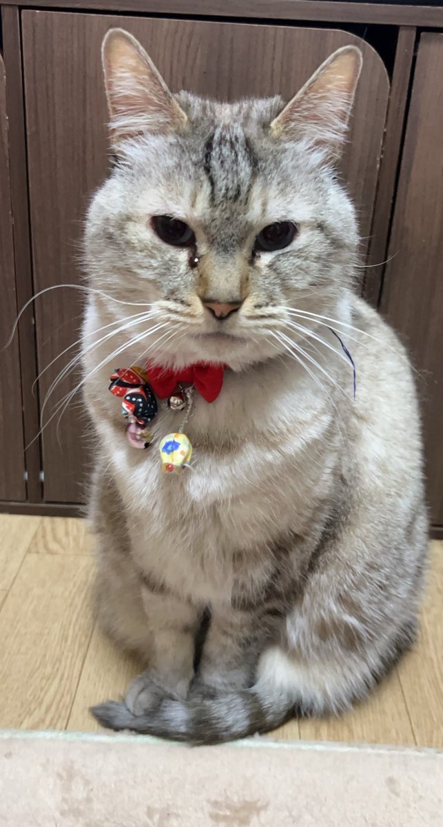 _sky_infinity_'s tweet photo. みな様いつもありがとうございます🌵

今日も１日。

お疲れ様でした🐱 👍" https://t.co/IrjAbUzYcc