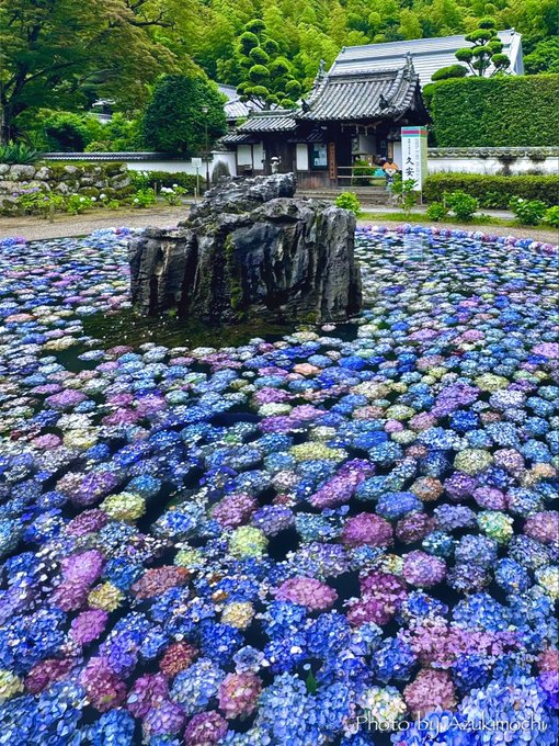 satobom2's tweet photo. 池にぷかぷかと浮かぶ紫陽花が美しい久安寺の「あじさいうかべ」をどうぞ https://t.co/5Csw2An4wW