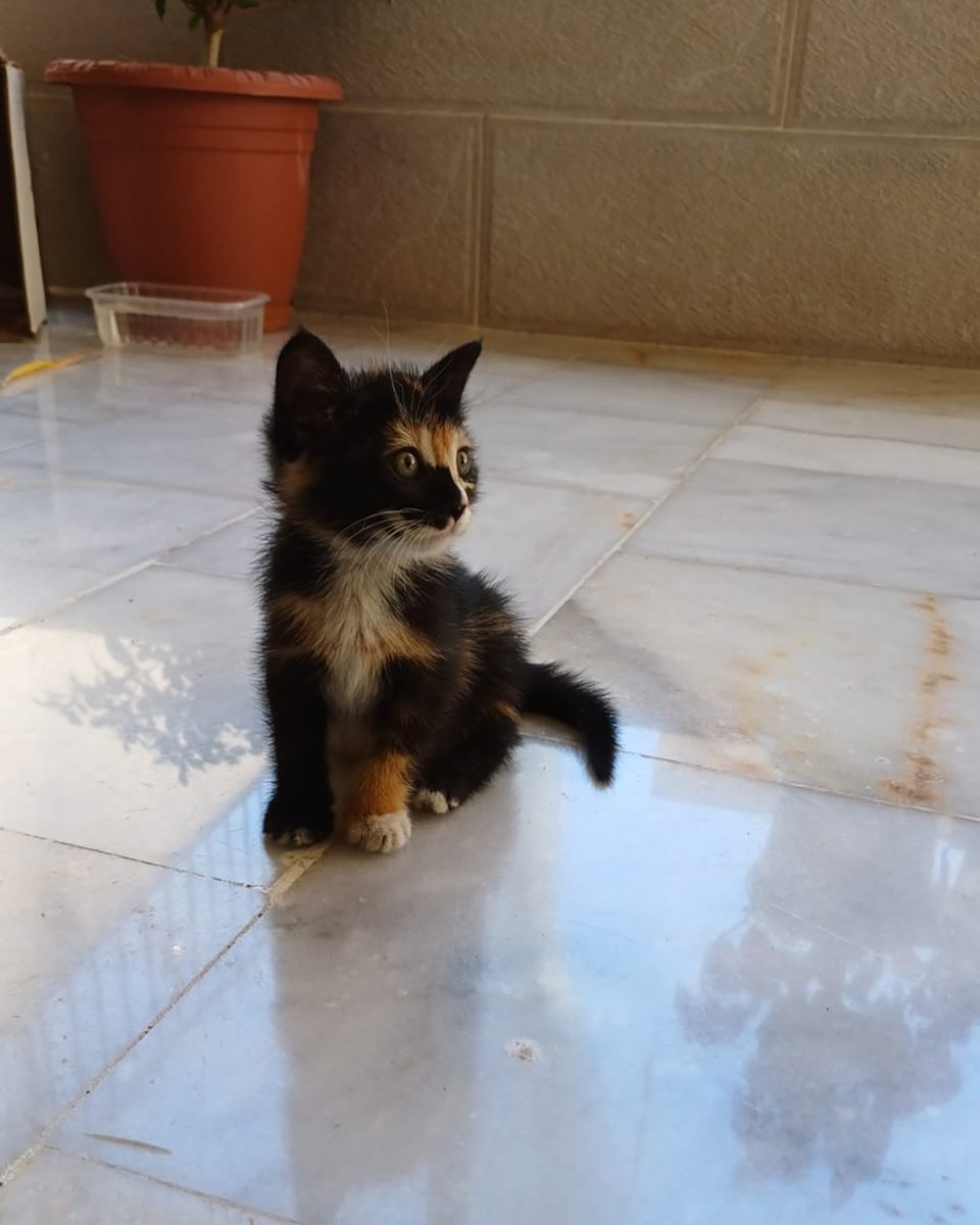 adoptdontshopl's tweet photo. ✨ Meet this sweet female kitten! ✨
Rescued from a parking lot &amp; temporarily safe, but she urgently needs a forever home! 🤍 She’s very sweet, playful, and would do best as your only feline friend. 🐾
📞 Contact: 71-229420
Please share 💙

#adoptdontshop #cat #adoption https://t.co/00KB2xlZJ3