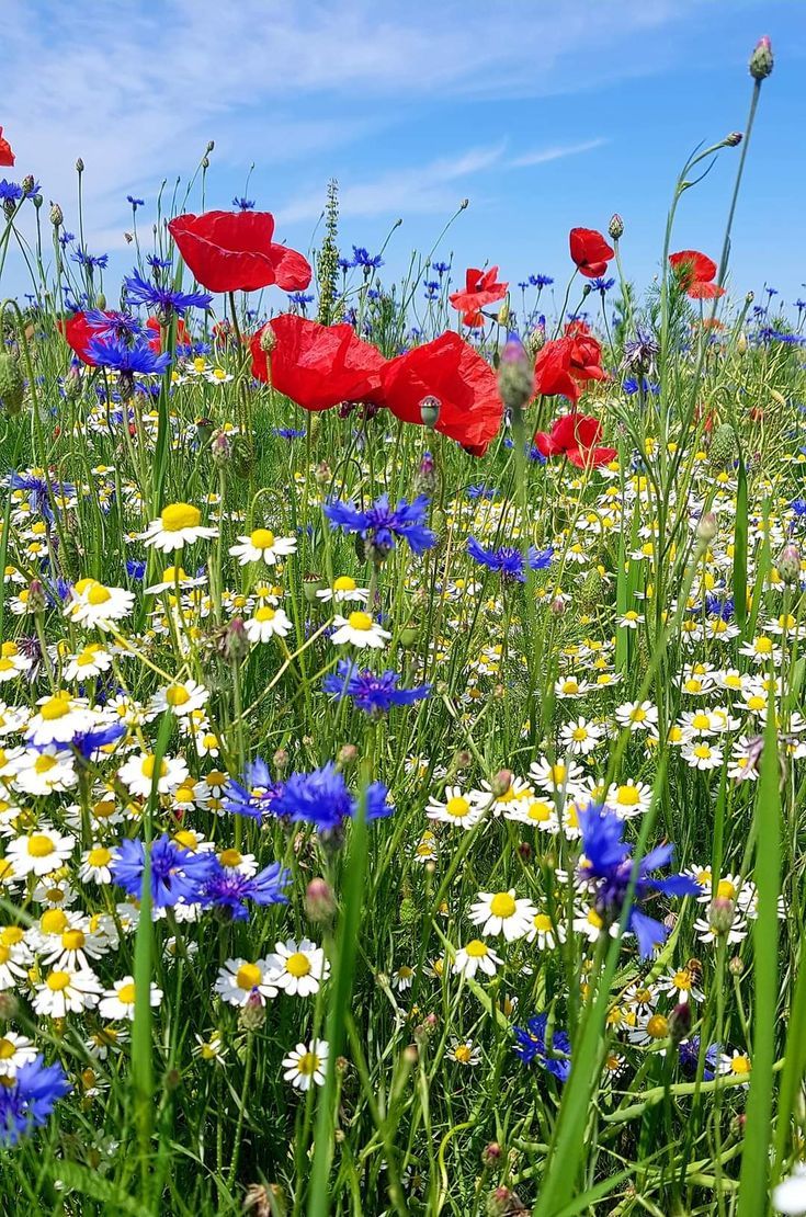 FlowersLife54's tweet photo. Amazing 😍 https://t.co/k3H1PWKTrA