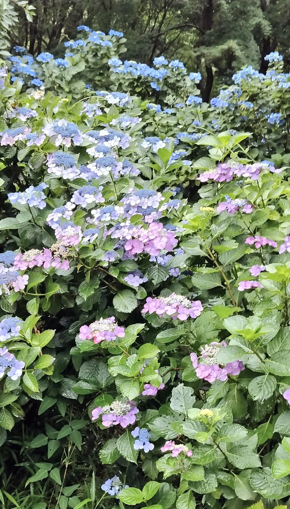 kozu50's tweet photo. あじさいまつりに行ってきた☔ https://t.co/EN8h6ud1FS