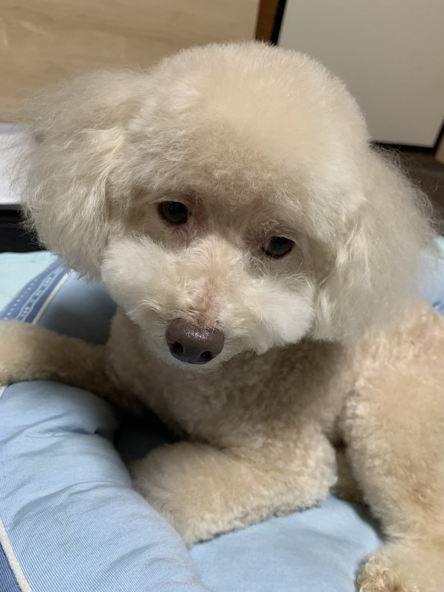 ren20150702's tweet photo. こんばんワン🐶

トリミング✂️
行ってきたよ　イケワンだよ https://t.co/pZRF6amxlI