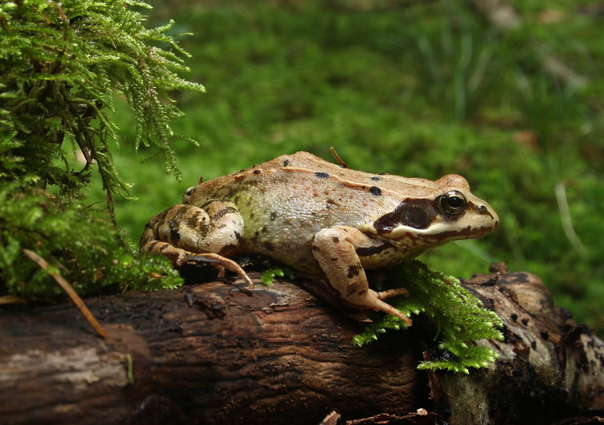 faunaenelespejo's tweet photo. La rana bermeja (Rana temporaria) es una de las especies de anfibios más extendidas de Europa, pero el cambio climático, la contaminación y la pérdida de humedales están poniendo a prueba su futuro. #animals #fauna #anfibios 
Lee su artículo aquí: https://t.co/Cuh05oJtvh https://t.co/vmXojliVOe