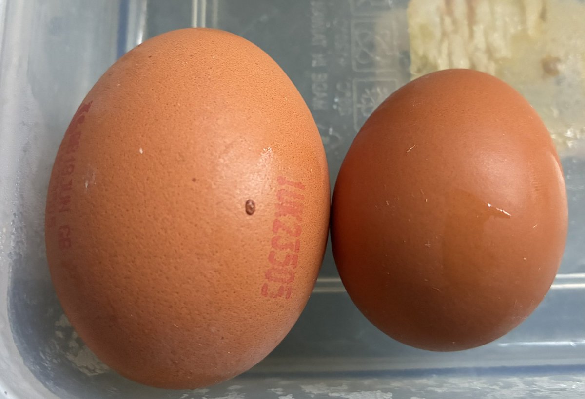 AradiaB's tweet photo. @Morrisons opened a carton of your very large eggs. Got three of the big and three of the small. How has this passed quality control https://t.co/HJeCpQySt0