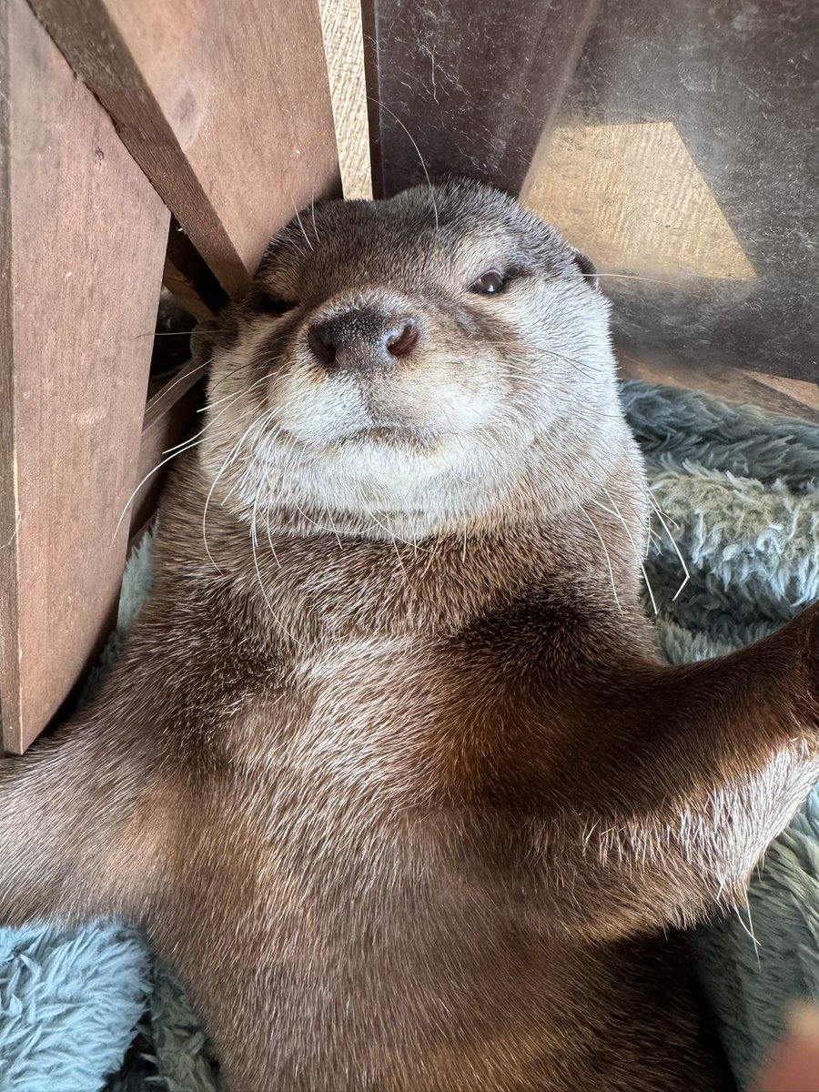 カワウソ