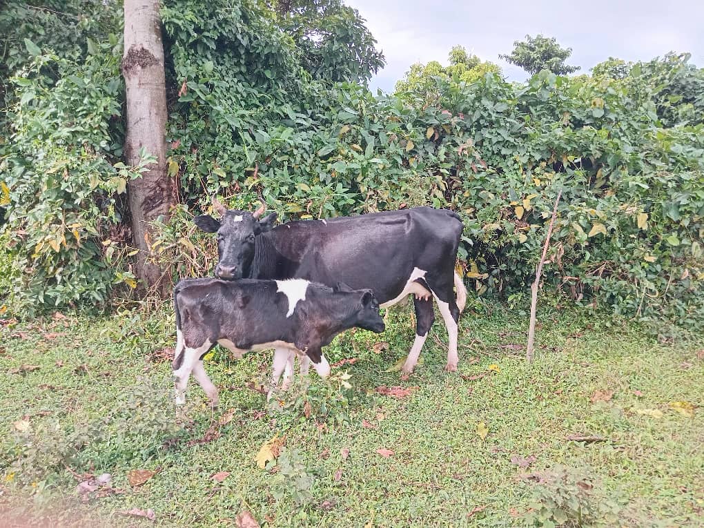 FarmKalembe's tweet photo. on the move.... https://t.co/i8QTO68Vbh