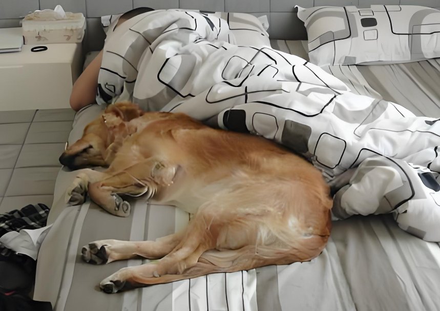TT_20g's tweet photo. [My pup’s quiet naps on my lap make every busy weekday feel warm and bright—best little companion ever ]， https://t.co/sv8L5qbrYj