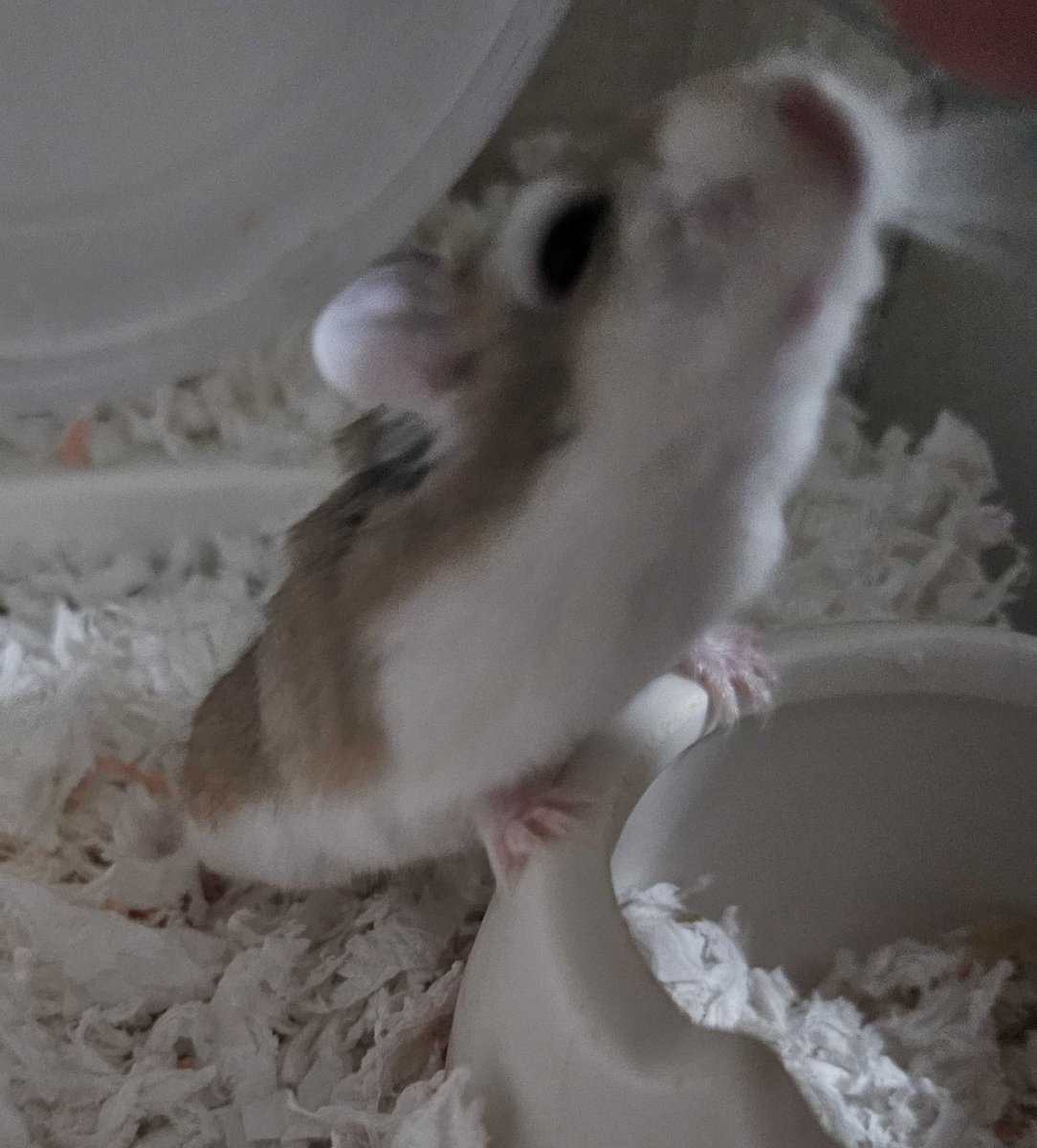 nene_724's tweet photo. るな🐹が寄ってきてくれるようになった！
指だしたら鼻つんってしてくれた🫶
めっちゃ可愛すぎる！！！！
#ハムスター https://t.co/NZ5bx5brYy