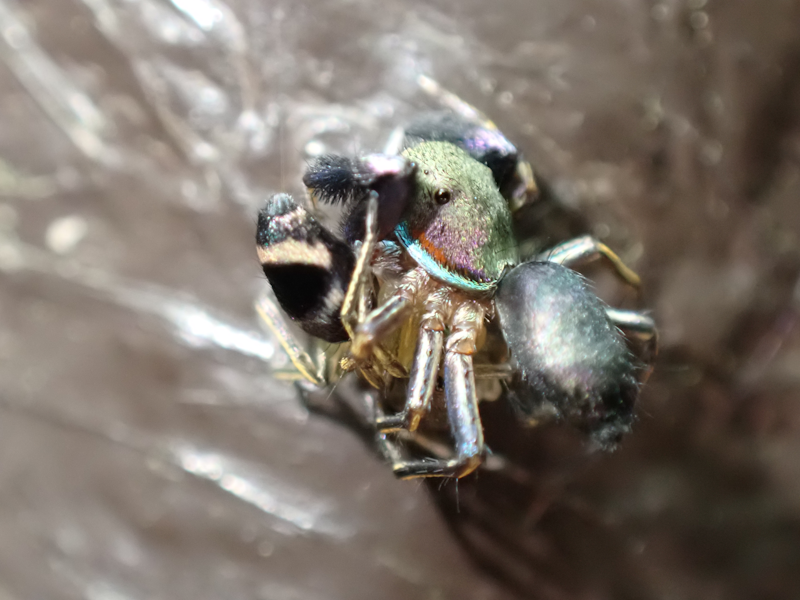 NatureField's tweet photo. アオオビハエトリの交接、何度か繰り返していた（撮影日2026/05/25） https://t.co/1ZHSaHq49I
