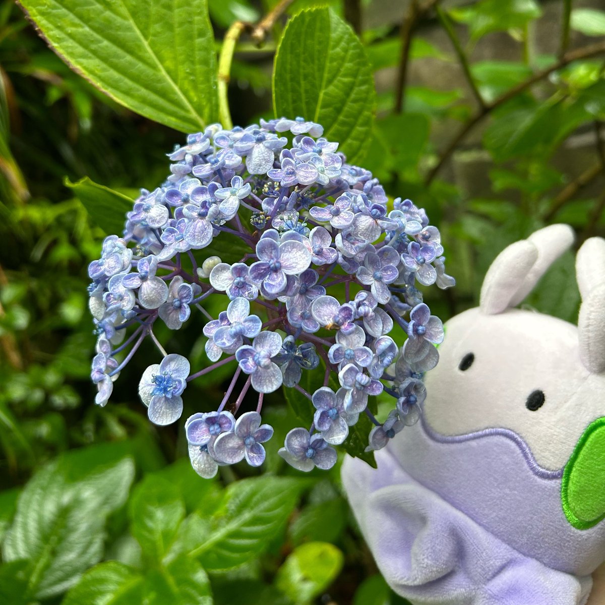 らぷお tweet media