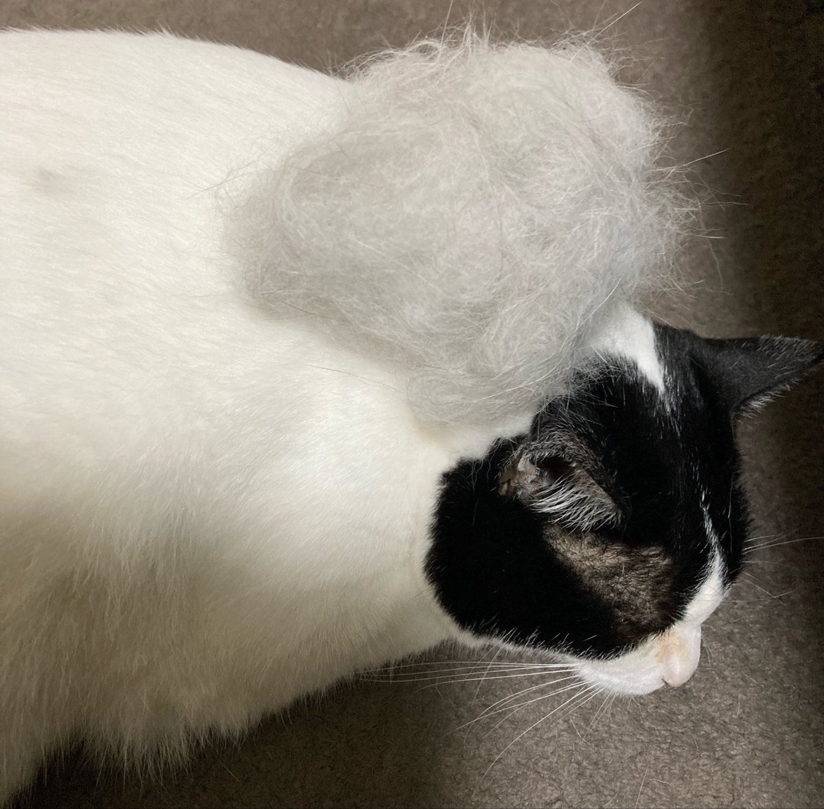 22marurun's tweet photo. 毛深いで賞🏆

#保護猫
#換毛期
#ねこのいる暮らし
#ねこかわいいね
#猫好き https://t.co/YLeENYXNrz