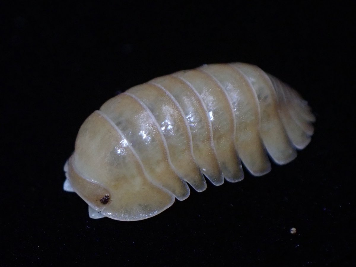 isopods_7se's tweet photo. これかなり好き https://t.co/AsJ1LBqYB0