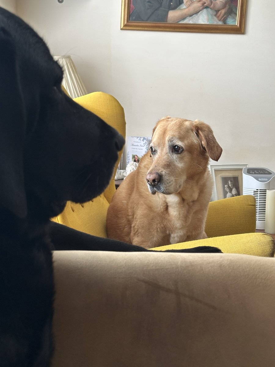 nellandsara's tweet photo. Labradors Dave and Harriet are not happy this morning. Is it something to do with Yellow Lab Naughty Nigel? Probably.
https://t.co/9jrkeqLpJ8
#dogs #labradors #chocolatelab #blacklab #yellowlab #story #naughty https://t.co/Q76uf0ToiJ