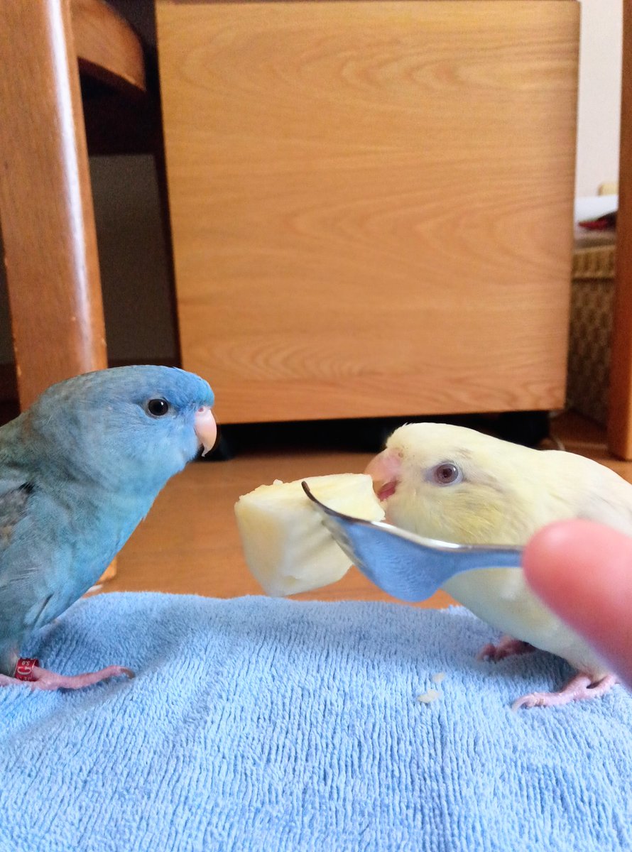 ukonkingyo's tweet photo. りんごやバナナなど、果物が大好きな、るりちゃんとおもちちゃん。ワイルドにかぶりつく姿は、少し恐竜みがあります。人間には見えない紫外線も感知できる鳥の見る世界は、きっとウルトラカラフル。それぞれの眼に異なる像を結びながら同じ世界を生きている。
それはとても不思議な喜びです。 https://t.co/Kpc1A426nY