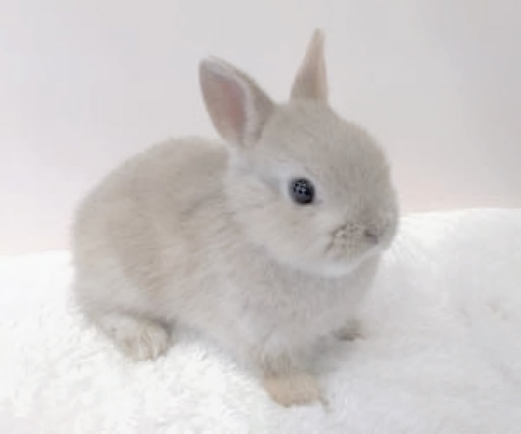 prettysmallfawn's tweet photo. this is who ur ignoring when u scroll past my tweets and not interact https://t.co/uhmRjpoXbJ