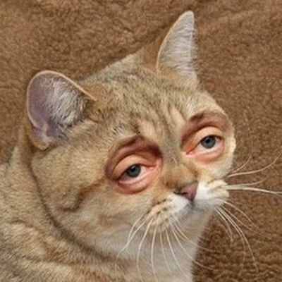 MutekiLabs's tweet photo. Oh totally forgot the story..it was friday, will do it later
no idea what will it be about
yo ma bad guys, 2nd friday no episode, will do a few later today, quality pending. Perhaps 1x registry (oh no) and 1-2 others
technically 5ep posted today in tg but its else so doesnt count https://t.co/CP7BO5d6je