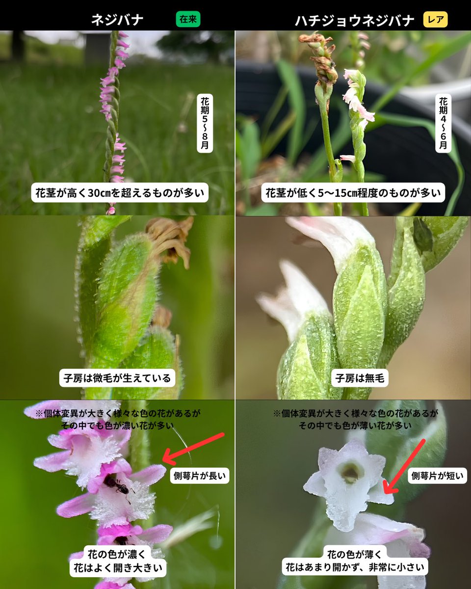 しん🌿植物オタクな中学生 tweet media