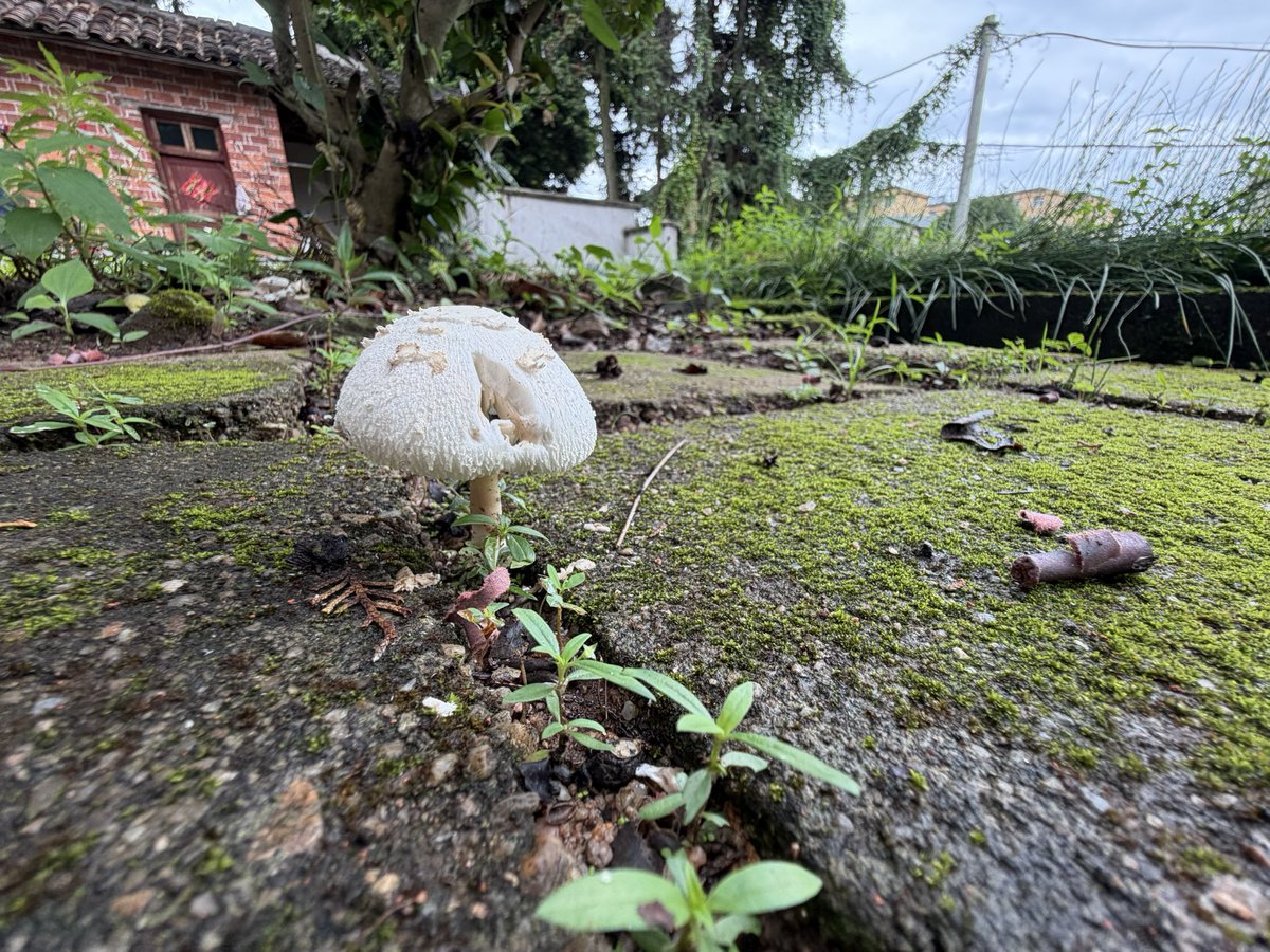 HuashuoZs's tweet photo. 🍄‍🟫 https://t.co/lKl3Qaq7nT