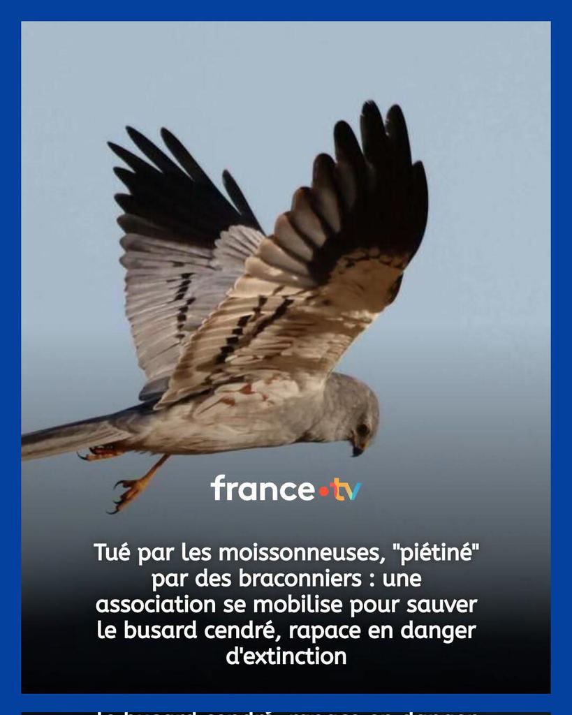 AdeaClaude's tweet photo. "Au début des années 1990, il y avait une cinquantaine de couples de busard cendré en Franche-Comté. Aujourd'hui, il n'en reste plus que 6, tous dans le Jura" 👉 https://t.co/XFMUCEzZjg https://t.co/bUuzzQ6G0A