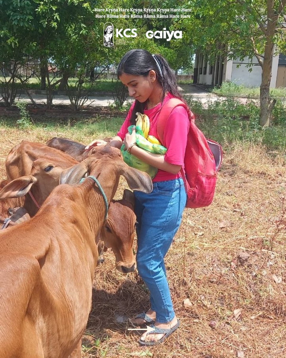 ProjectGaiya's tweet photo. Over 8,900 cows are being cared for, protected, and nourished through the compassionate efforts of GAIYA.
Every contribution helps provide food, shelter, and loving care to these sacred cows. Be a part of this divine service.
Donate through the link below!
https://t.co/tmcymGzV2q https://t.co/Yzu8spbDAJ