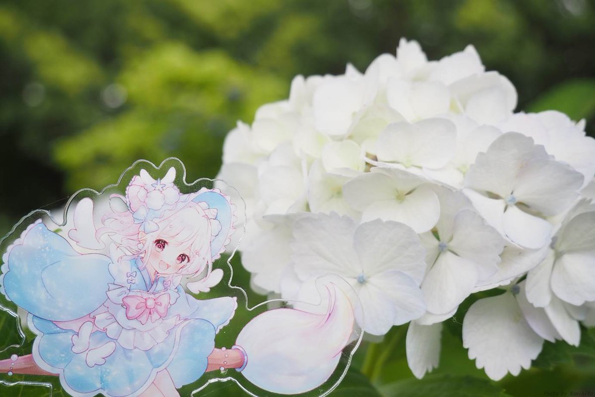 gomineko2's tweet photo. 先週お出かけした時の写真！
白い紫陽花と！

#うみやこんこ https://t.co/aIL0gRlEAW