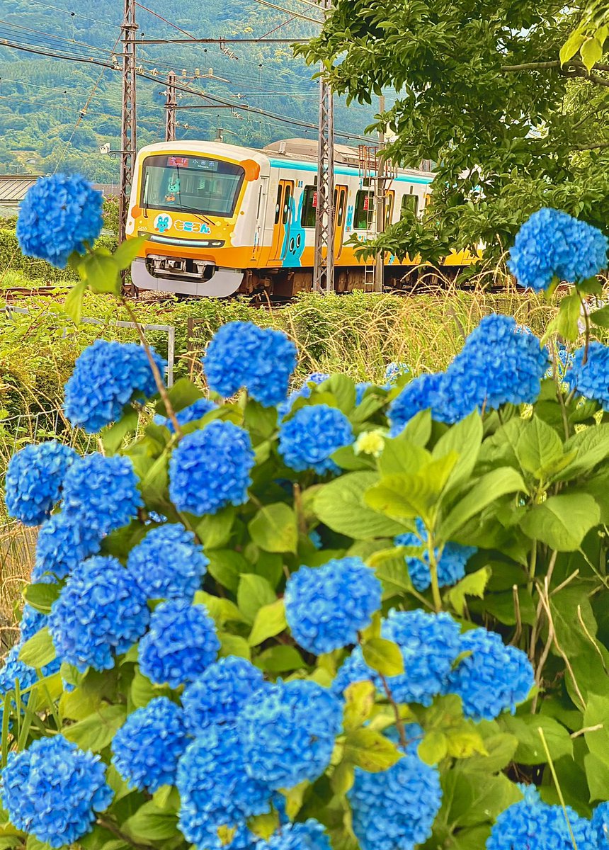 G9iygnS's tweet photo. 楽しそうに群れ咲く紫陽花越しに
青い紫陽花を見つめる…もころん…
そして…今の…もころん初めての紫陽花の季節を
もころん号の運転席横に便乗しながら行く

毎年山を入れるか紫陽花沢山入れるか迷いますね

と言う事で別々に撮ったので…また https://t.co/B9mqnTQfm0