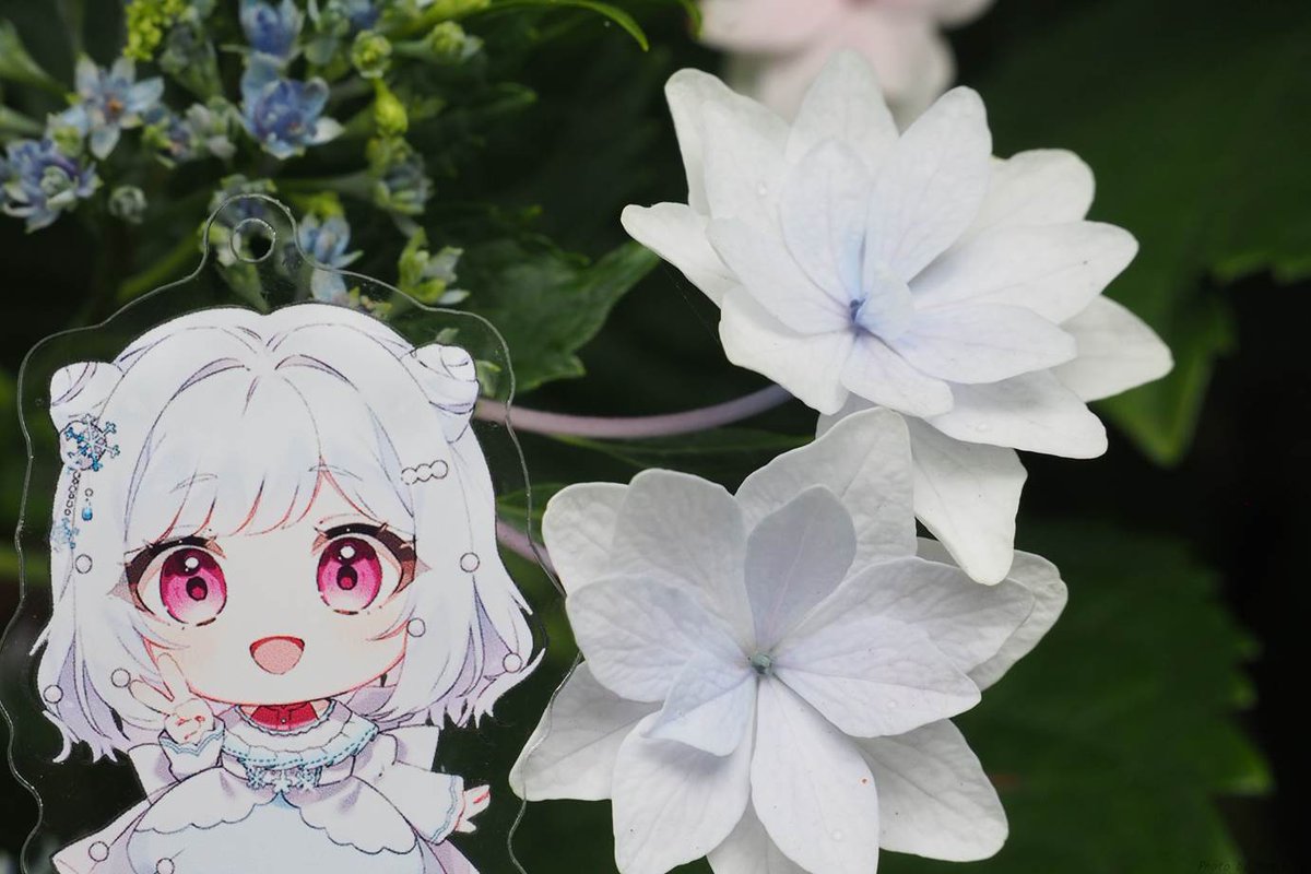 gomineko2's tweet photo. 先週お出かけした時の写真！
白い紫陽花と！

#うみやこんこ https://t.co/aIL0gRlEAW