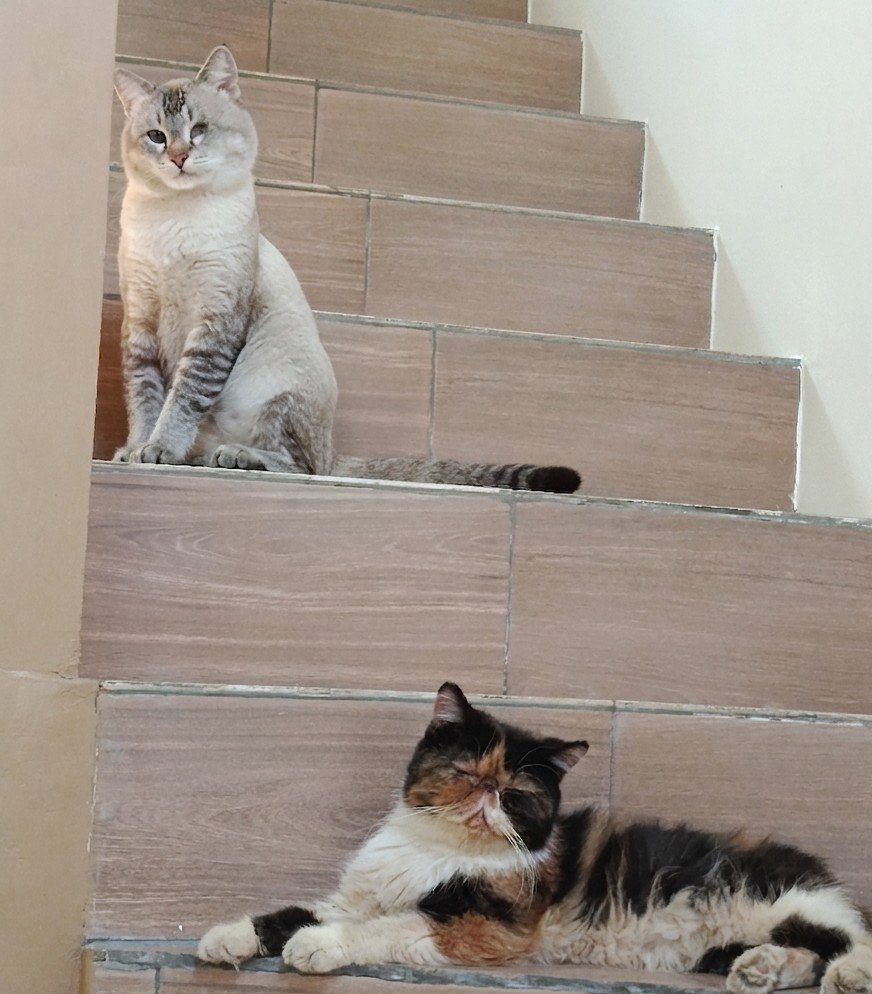 rince_life's tweet photo. Ibunya Junior namanya Yuki🙏 foto nomor 1 pas Cino & Yuki prewed. 

Terus foto nomor 2 saat Cino selingkuh sama Cwek komplek🙏😭

Yuki tau, terus sakit hati pergi bawa anaknya 3. Tapi Junior ketinggalan karena ketiduran di gudang. Makanya Junior aja yg di rawat sama Cino. 

Yuki merantau ke luar negeri bawa 3 Sodara Junior🙏🥲