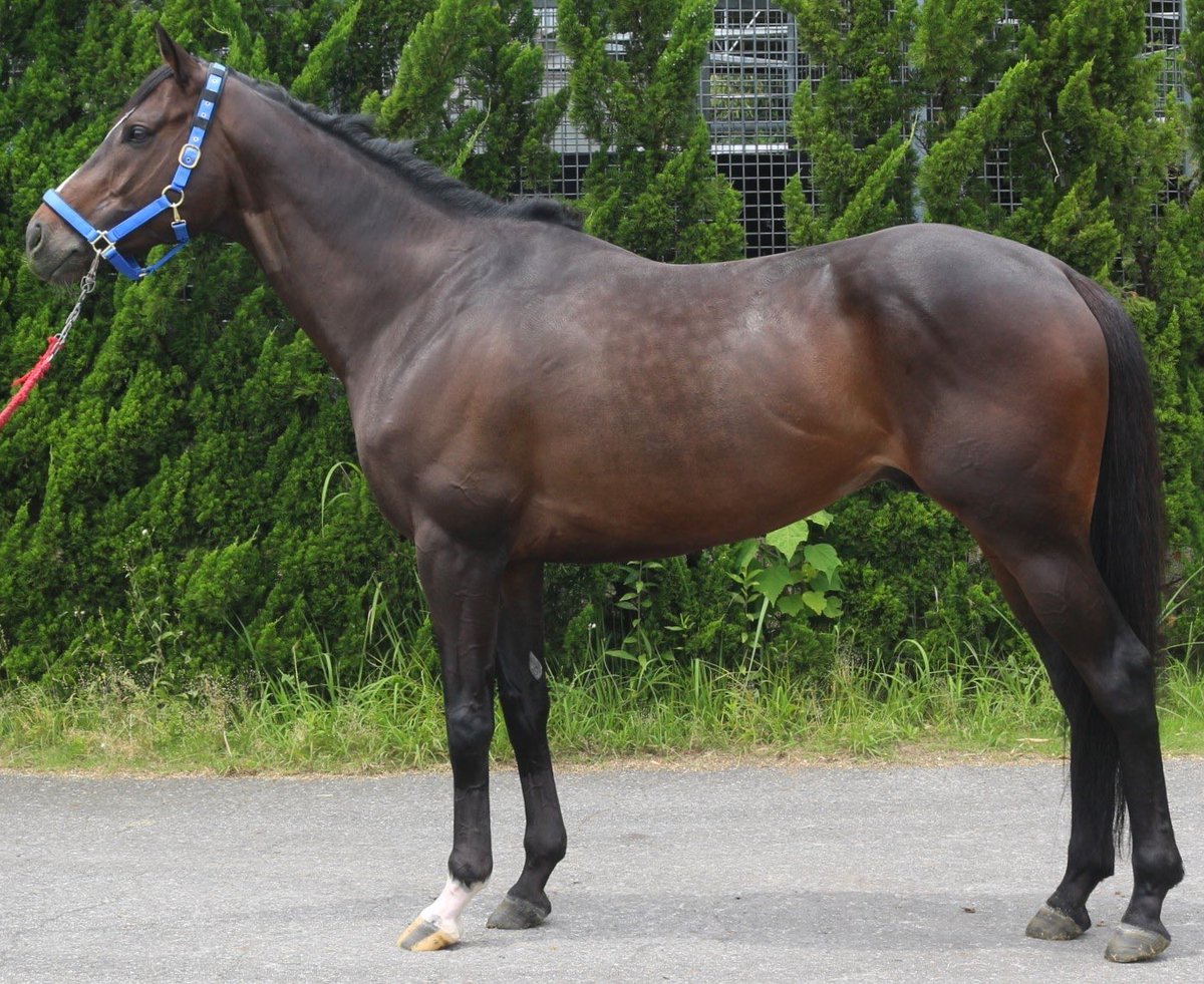 sat_auction's tweet photo. #プラニスフェリオ 
父ドゥラメンテ。
今年5月の2勝クラス(ダ1800m)で0.2秒差。
前走後に骨折が発覚し、骨片除去とクリーニングの手術を行っています。
少し休みが必要ですが、地力は間違いなし。
金沢ならC2、高知ならC3(下)とクラス分けもかなり有利で、まだまだ楽しめると思います。
https://t.co/Ha0kW0MMuS