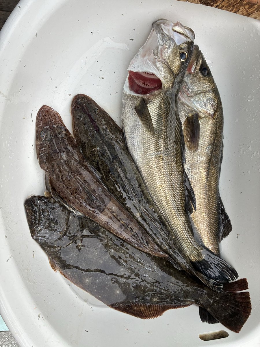 yanboo2011's tweet photo. 今日の釣り終了☑️
久しぶりに魚の引きを味わった。
（楽しい） https://t.co/4cf0BLWKie