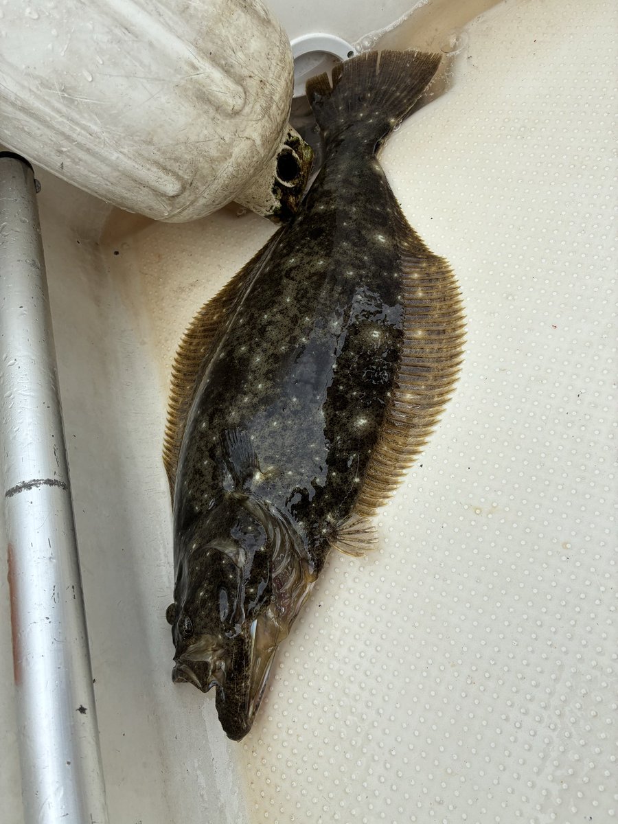yanboo2011's tweet photo. 今日の釣り終了☑️
久しぶりに魚の引きを味わった。
（楽しい） https://t.co/4cf0BLWKie