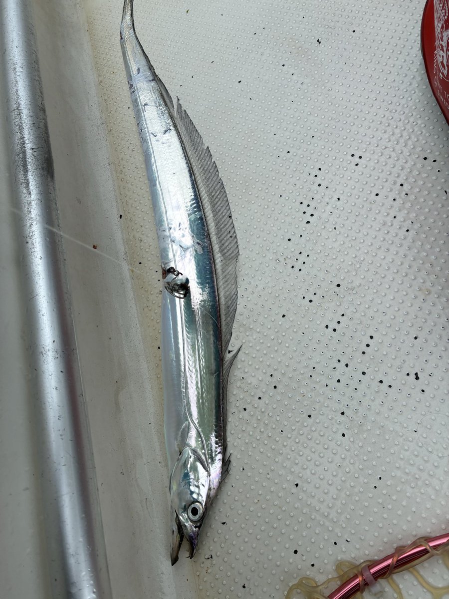 yanboo2011's tweet photo. 今日の釣り終了☑️
久しぶりに魚の引きを味わった。
（楽しい） https://t.co/4cf0BLWKie