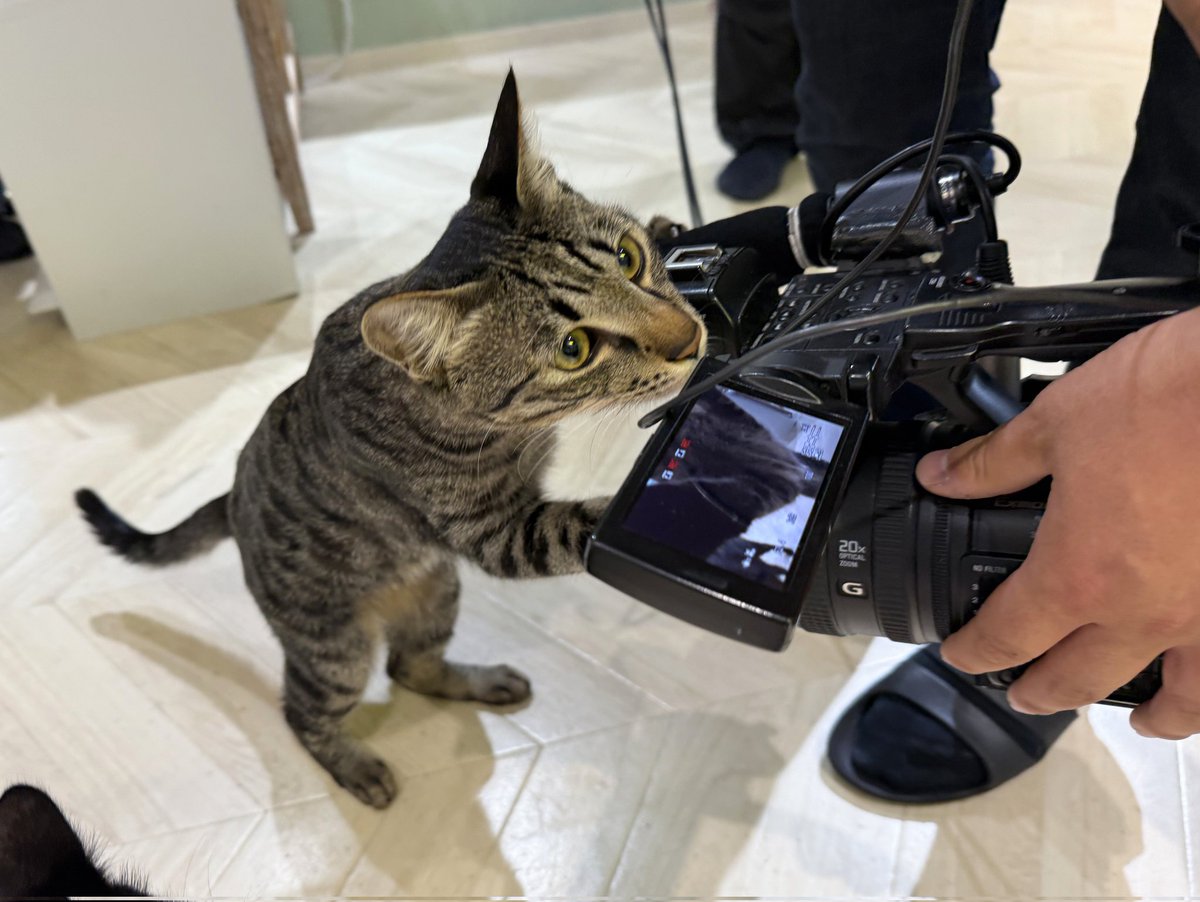ryogomatsumaru's tweet photo. 猫カフェロケ中に撮影が中断した理由が可愛すぎるので見てほしい https://t.co/vii2TBAJ7o