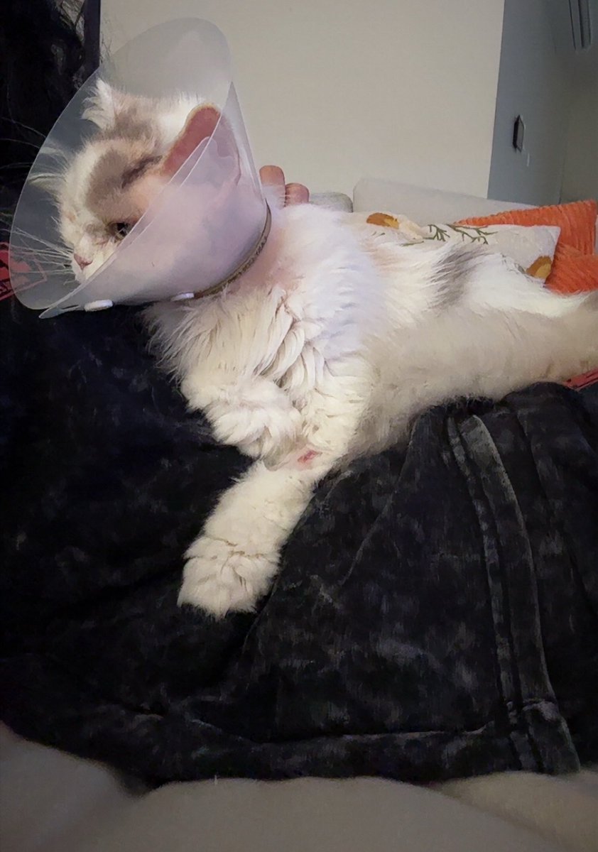 Saruzki's tweet photo. اسوء شي لما تسون عملية حق أليفكم الcollar ذي ☹️ يارب ماتحتاج تخليه اسبوعين صج https://t.co/HCTUwfD9lG