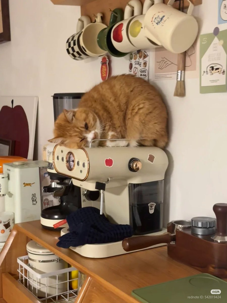 nocontextscats's tweet photo. What is he doing? https://t.co/5zhduZs3T0