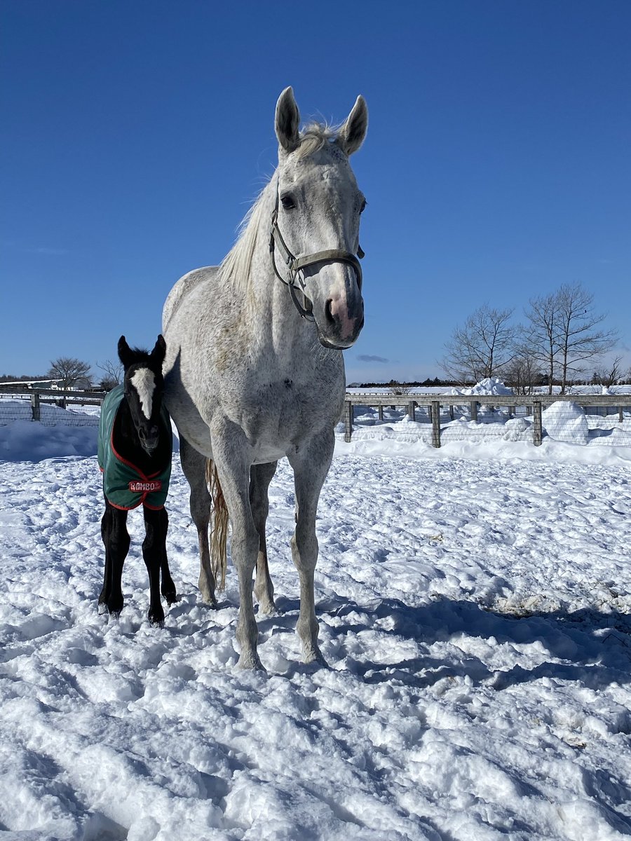 villa_lake's tweet photo. セレクトセール　上場馬情報

上場番号 34

メジロツボネ25

父　コントレイル　　牝馬

レイクヴィラファームを引っ張ってきてくれた、ツボネママも18歳です。
年相応に落ち着く、、、はずもなく、元気いっぱい育ててくれた自慢の女の子です。

お兄さんはグローリーヴェイズ、兄弟もしっかりと勝ち上がってくれている、優秀なツボネ産駒達。
そんな兄姉達の中でも、ツボネママに1番雰囲気が似ているのか本馬です。

コントレイル産駒という事で、ツボネママほどの丸々とした、スウェプトオーヴァーボード感は控えめですが、小顔で馬体の雰囲気や動き、ピリッとしたところはツボネママににているので、競走馬としての走りがとても楽しみです！

産まれた時は真っ黒で、
『わぁ、ラモーヌみたいだ！』
と、嬉しくなりました✨

ぜひ、よろしくお願いいたします✨
https://t.co/P1jNlJWVGn